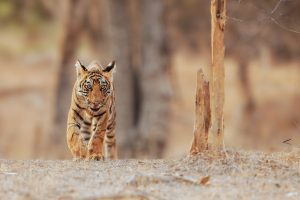 Ranthambore Tiger Safari