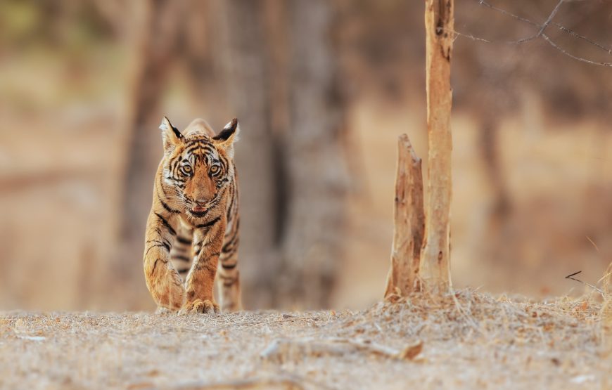 Corbett National Park Jeep Safari (3 Hours)