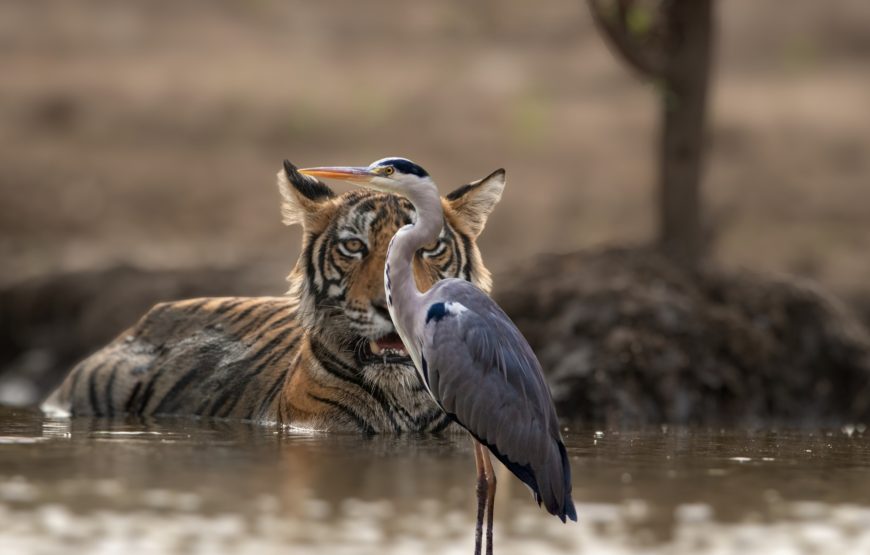 Corbett National Park Jeep Safari (3 Hours)