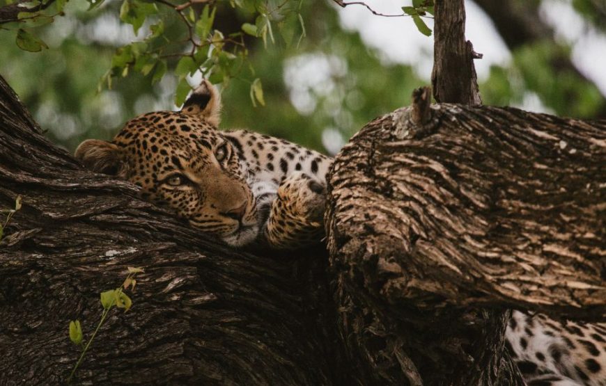 The Leopard & Heritage Sunset Combo at Jhalana Reserve