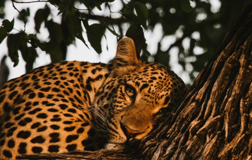 The Leopard & Heritage Sunset Combo at Jhalana Reserve