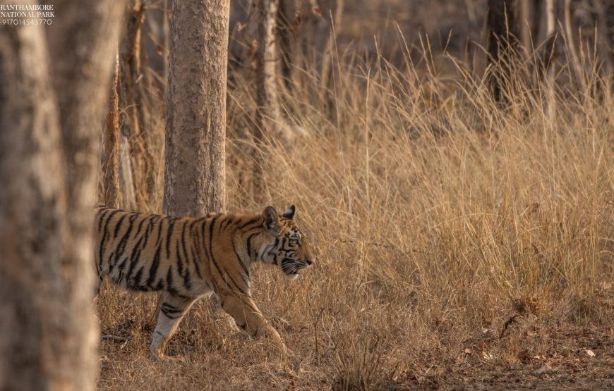 2 Days 1 Night Ranthambore Tiger Safari Tour from Jaipur