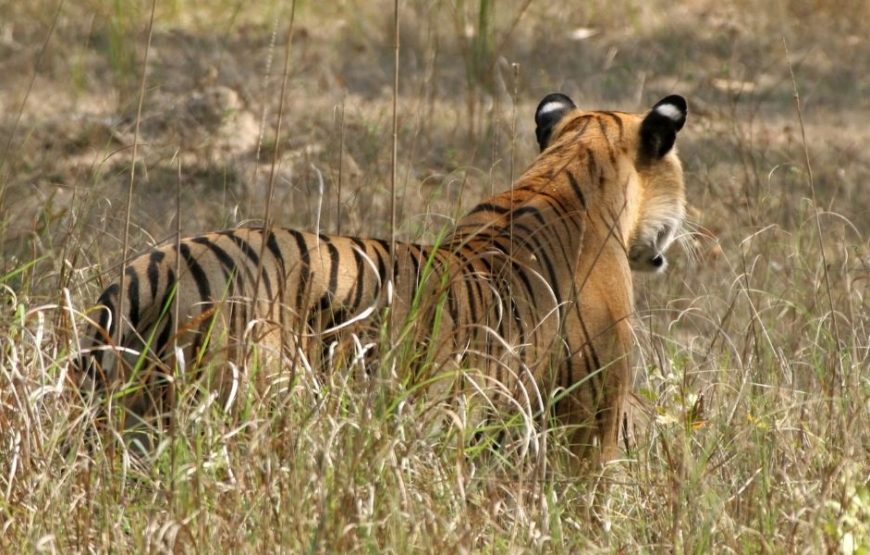 Private Full Day Trip to Ranthambore National Park