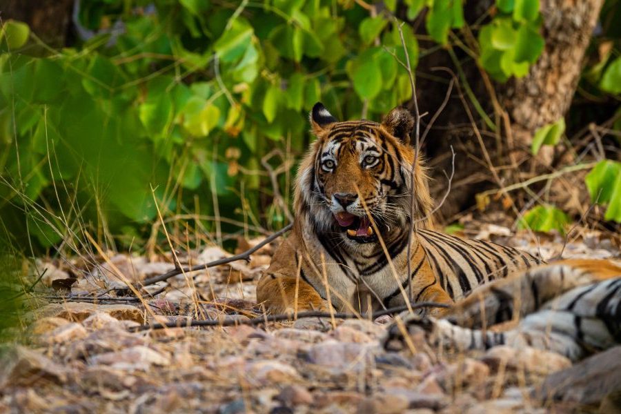 Private Full Day Trip to Ranthambore National Park