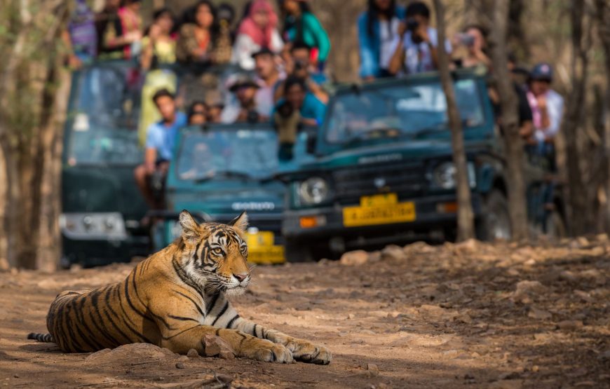 2 Days 1 Night Ranthambore Tiger Safari Tour from Jaipur