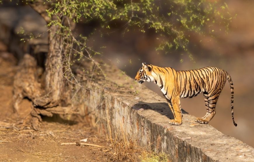 2 Days 1 Night Ranthambore Tiger Safari Tour from Jaipur
