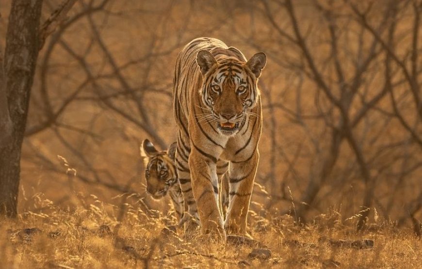 Private Full Day Trip to Ranthambore National Park