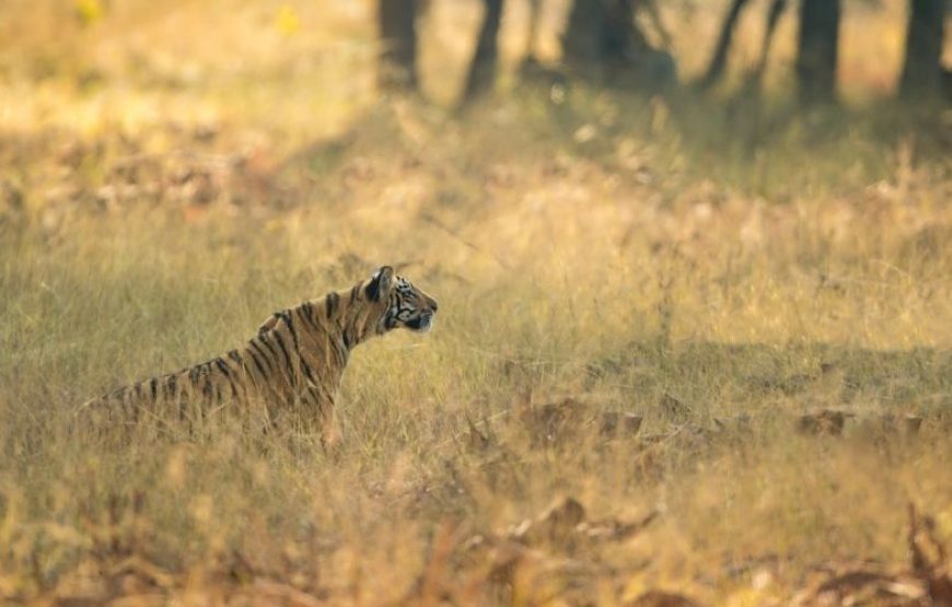 Private Full Day Trip to Ranthambore National Park