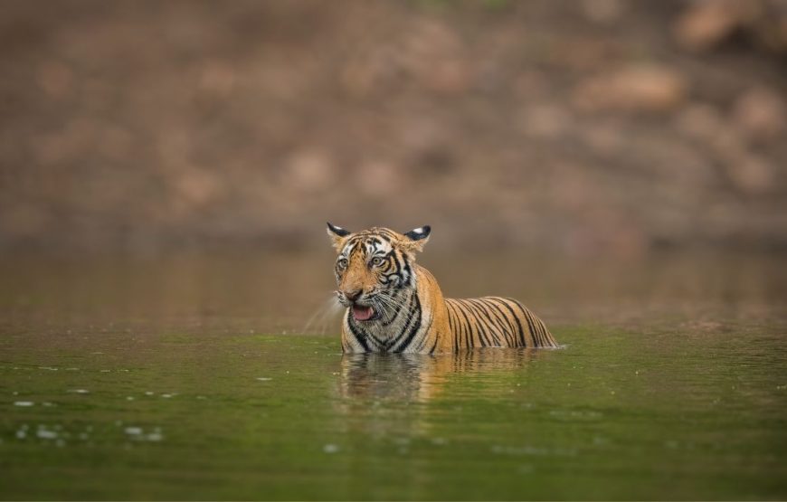 2 Days 1 Night Ranthambore Tiger Safari Tour from Jaipur