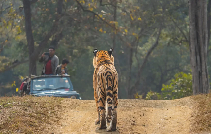 2 Days 1 Night Ranthambore Tiger Safari Tour from Jaipur