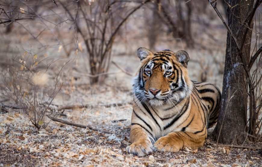 2 Days 1 Night Ranthambore Tiger Safari Tour from Jaipur