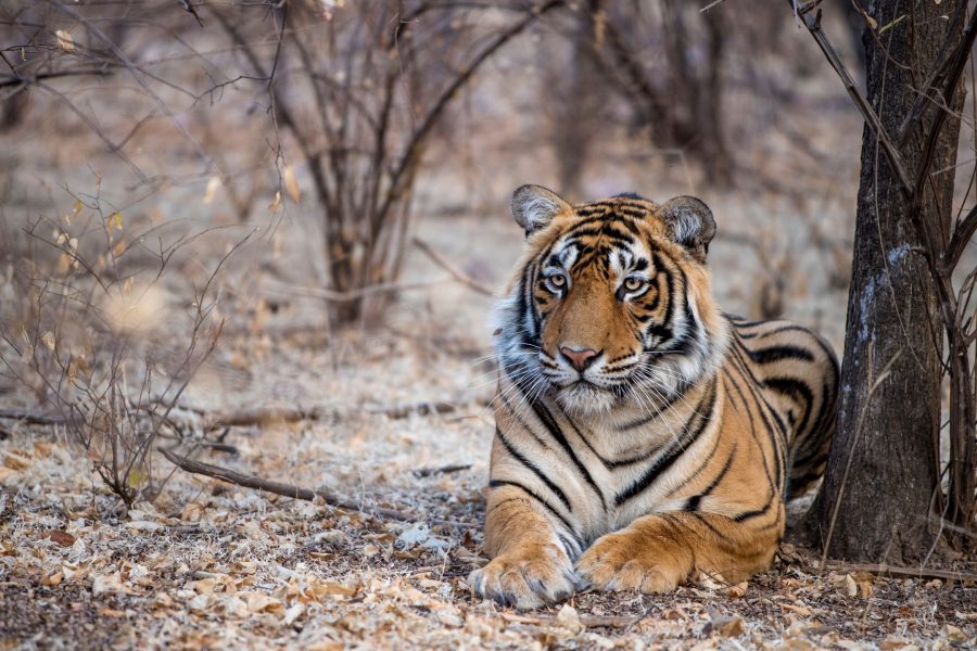 2 Days 1 Night Ranthambore Tiger Safari Tour from Jaipur