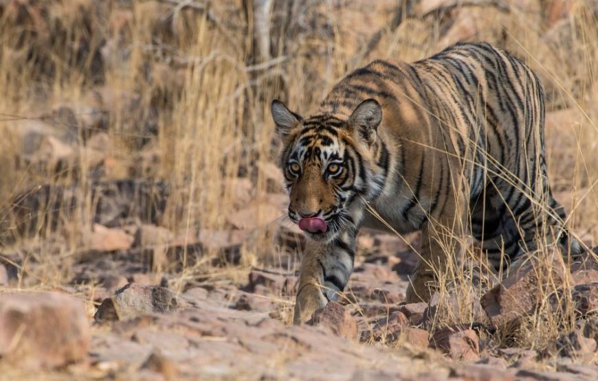 Bandhavgarh Weekend Safari (02 Nights / 03 Days)