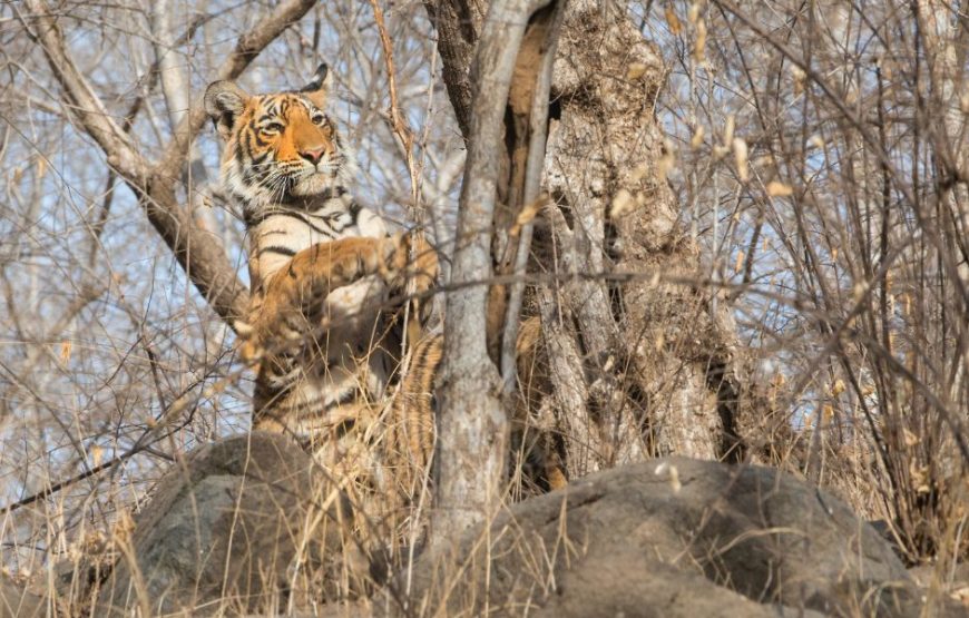 Bandhavgarh Weekend Safari (02 Nights / 03 Days)