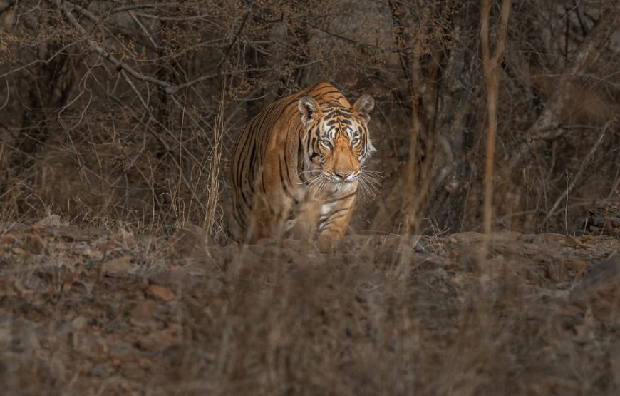 Bandhavgarh Weekend Safari (02 Nights / 03 Days)