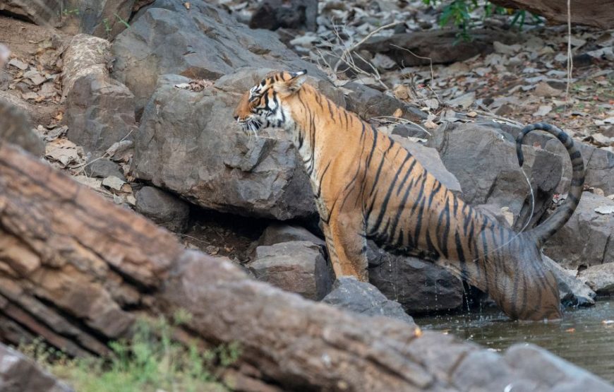 Bandhavgarh Weekend Safari (02 Nights / 03 Days)