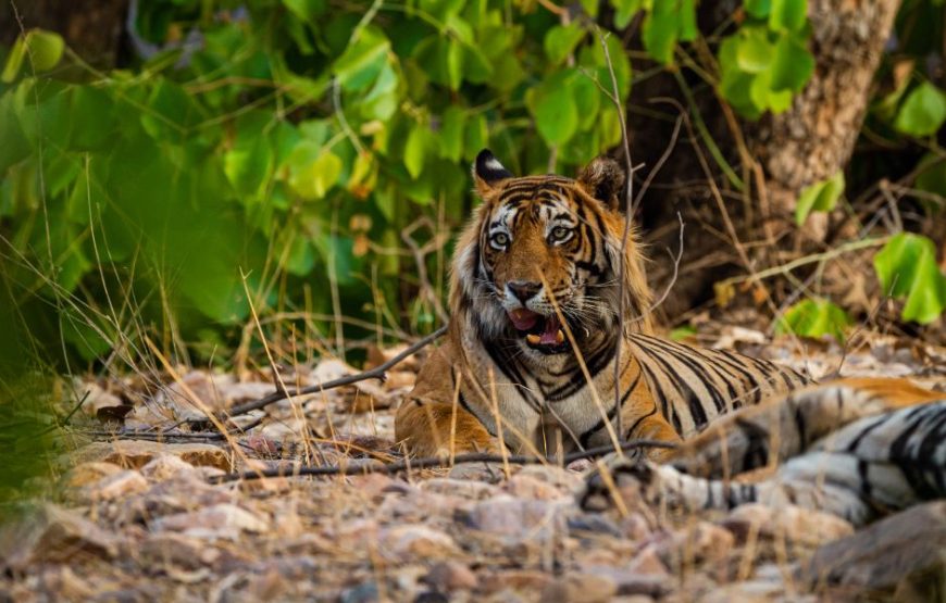 Bandhavgarh Weekend Safari (02 Nights / 03 Days)