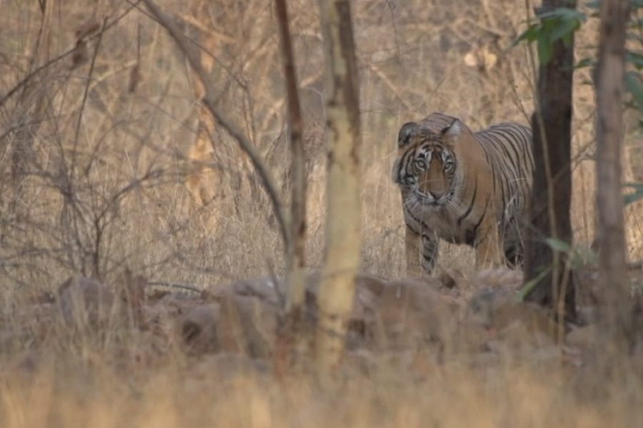 bandhavgarh tour